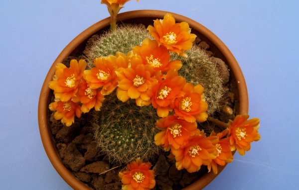 Кактус цветущий