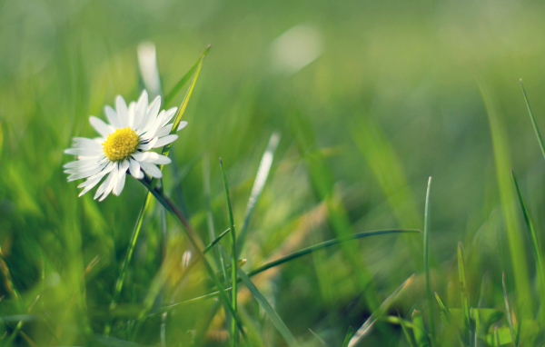 Ромашка в зелени