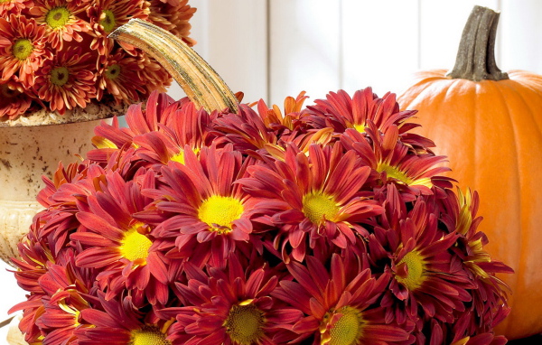 Хризантемы