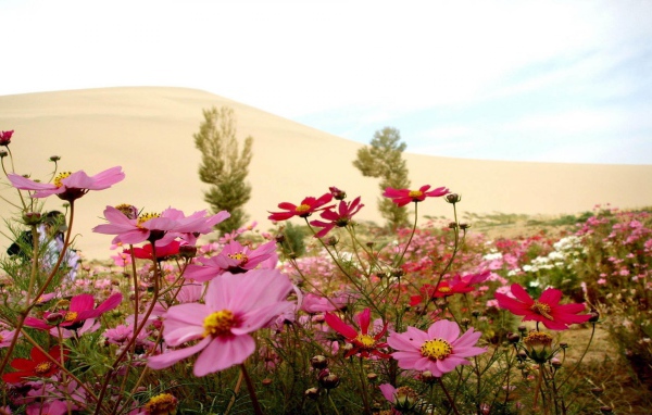 Цветы в пустыне