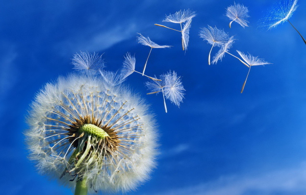 Пушистый одуванчик