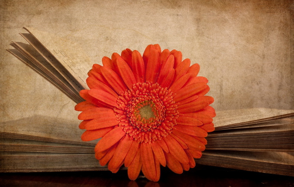 Гербера в книге