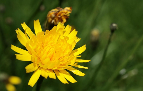 Золотой одуванчик