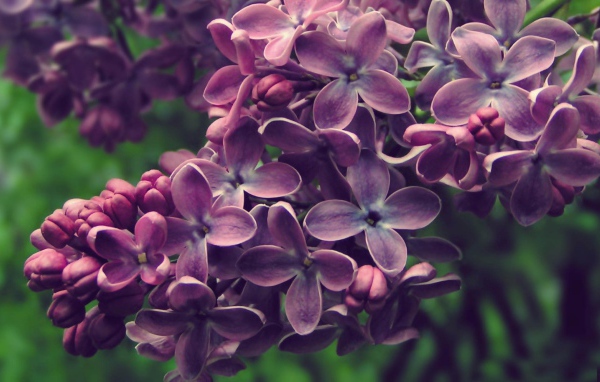 Куст сирени