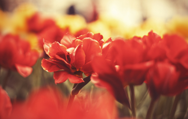 Красные маки