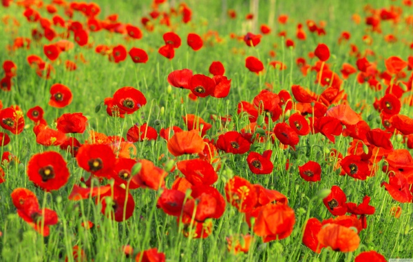 Поле красных маков