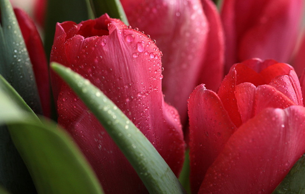 Красные тюльпаны