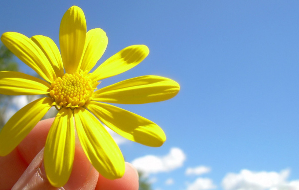 Солнечный цветок