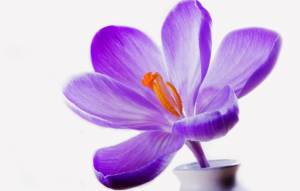 Цветок сирени