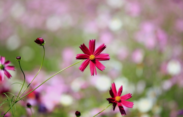 Цветки космеи