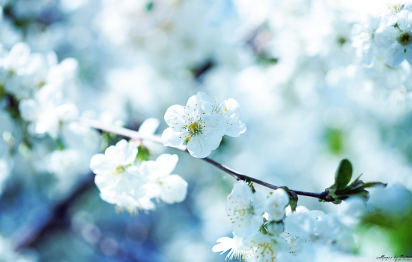 Белые цветы вишни