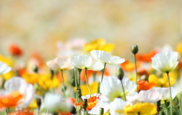 Желтые маки