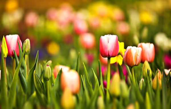 Цветущие тюльпаны