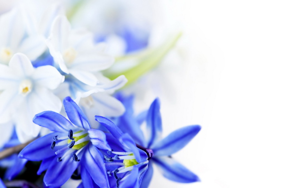 Голубые цветы