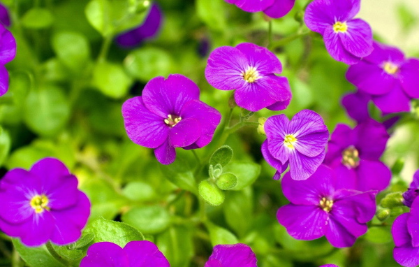 Яркие соцветия