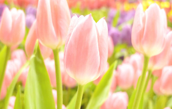 Тюльпаны розовые