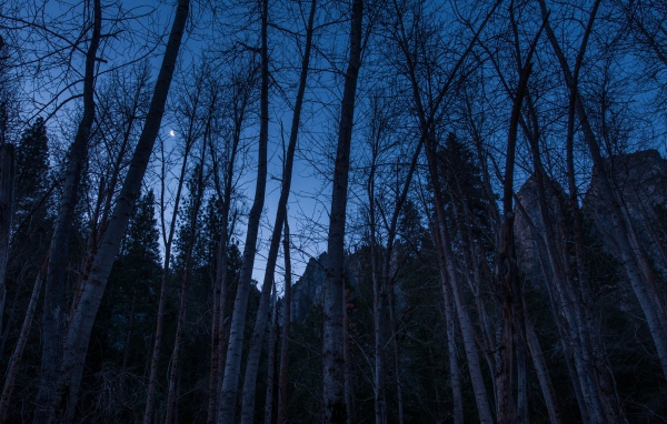 Наступление ночи в лесу