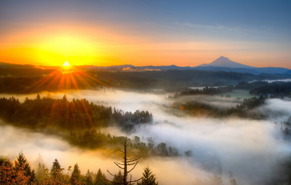 Туман над лесом