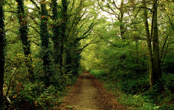 Тропинка в зеленом лесу