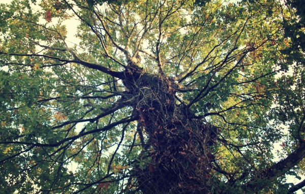 Крепкое дерево