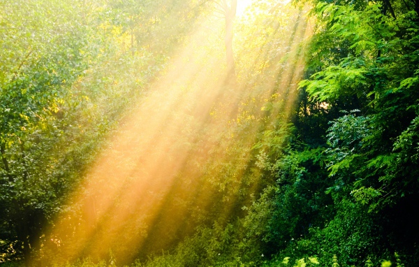 Лучи солнца в лесу