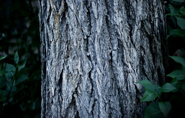 Ствол дерева