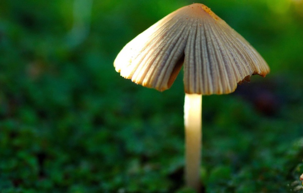 Гриб в лесу