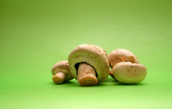 Грибы на зеленом фоне