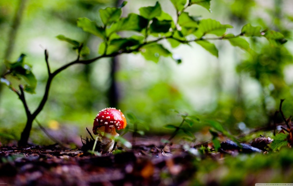 Красный грибочек