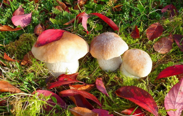 Грибы белые