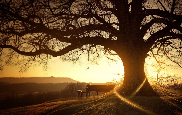 Скамейка возле дерева