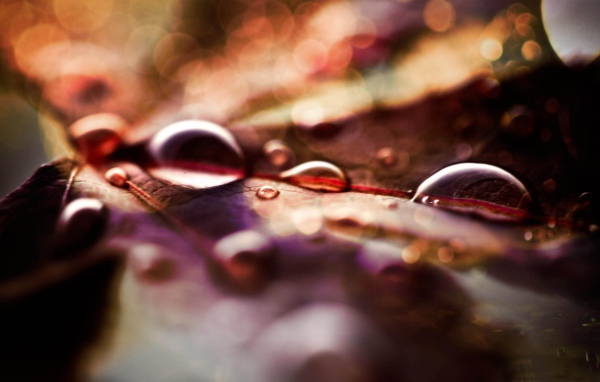 Капли на листке