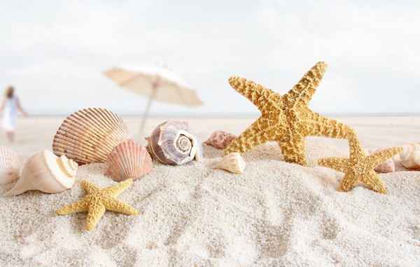 Морские раковины