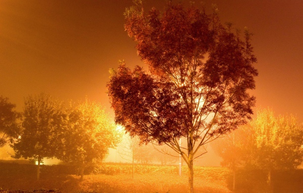 Дерево у фонаря