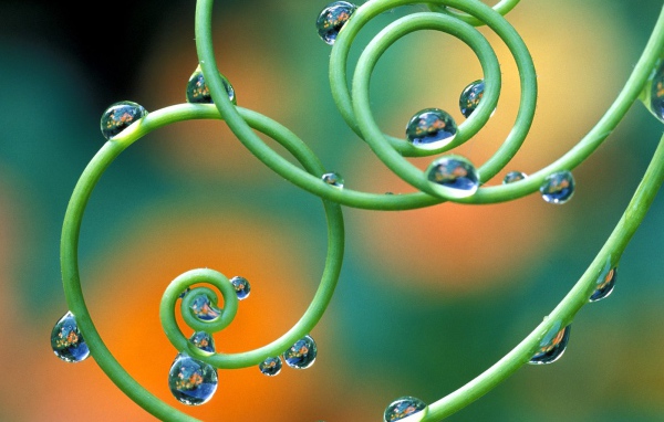 Капельки росы