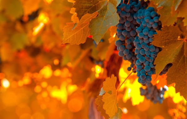 Виноград и листва