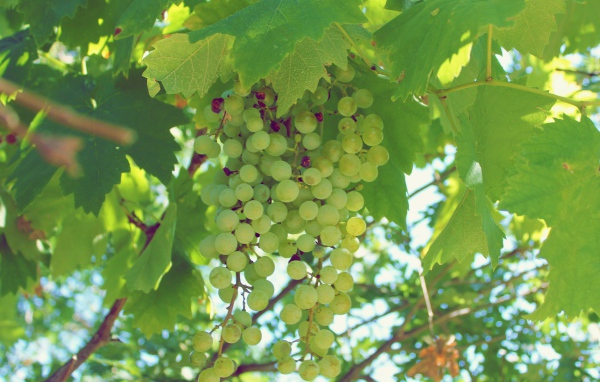 Зеленый виноград