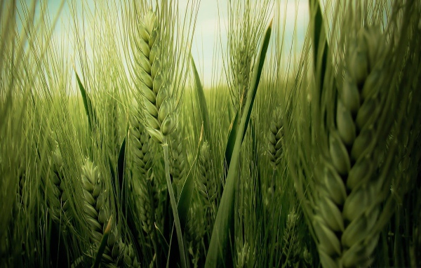 Колос пшеницы