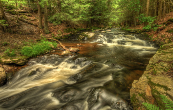 Речка в лесу