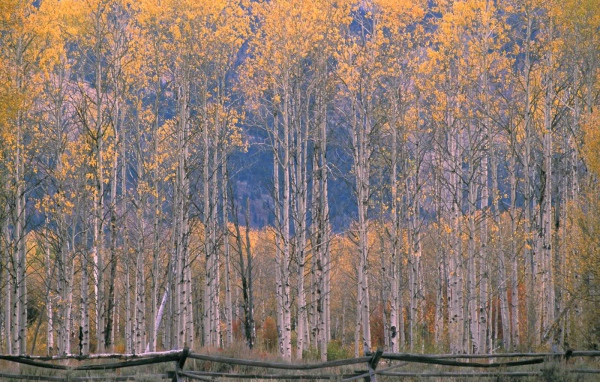 Autumn in Birch Forest