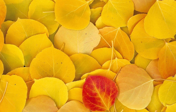 Желтый листопад