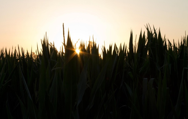 Вечерняя заря