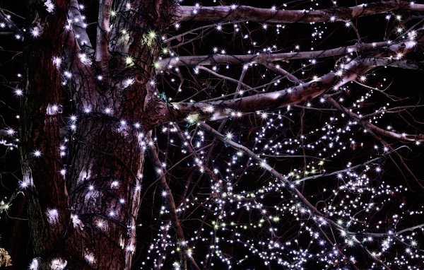 Гирлянды на дереве