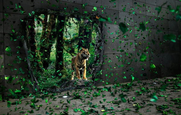 Тигр за стеной