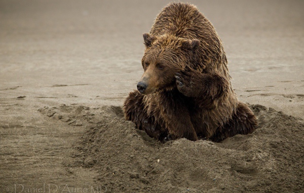 Медведь закапывается в песок