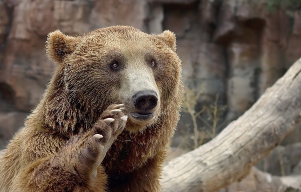 Медведь машет лапой