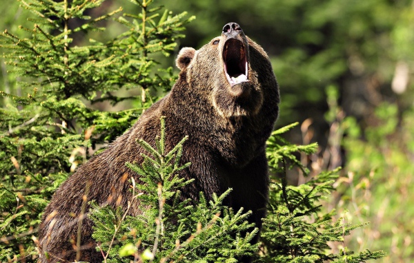 Медведь открыл пасть