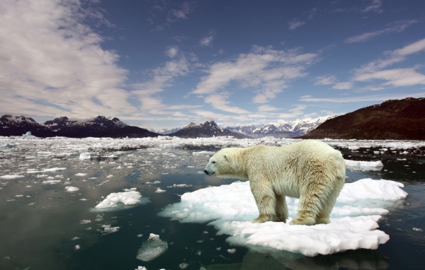 Белый медведь стоит на льдине