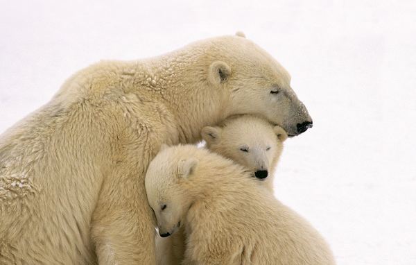 Медведица с двумя медвежатами