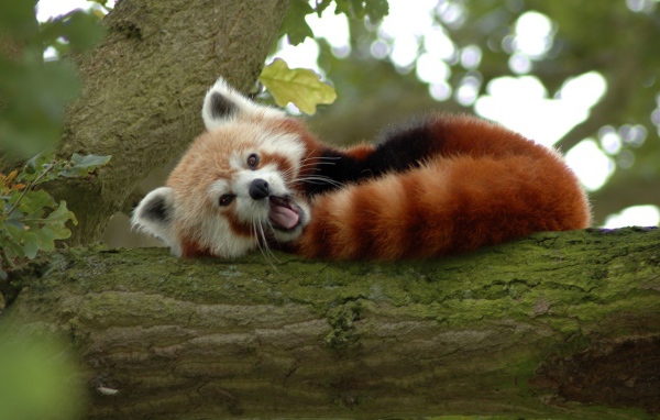 Животное бамбо